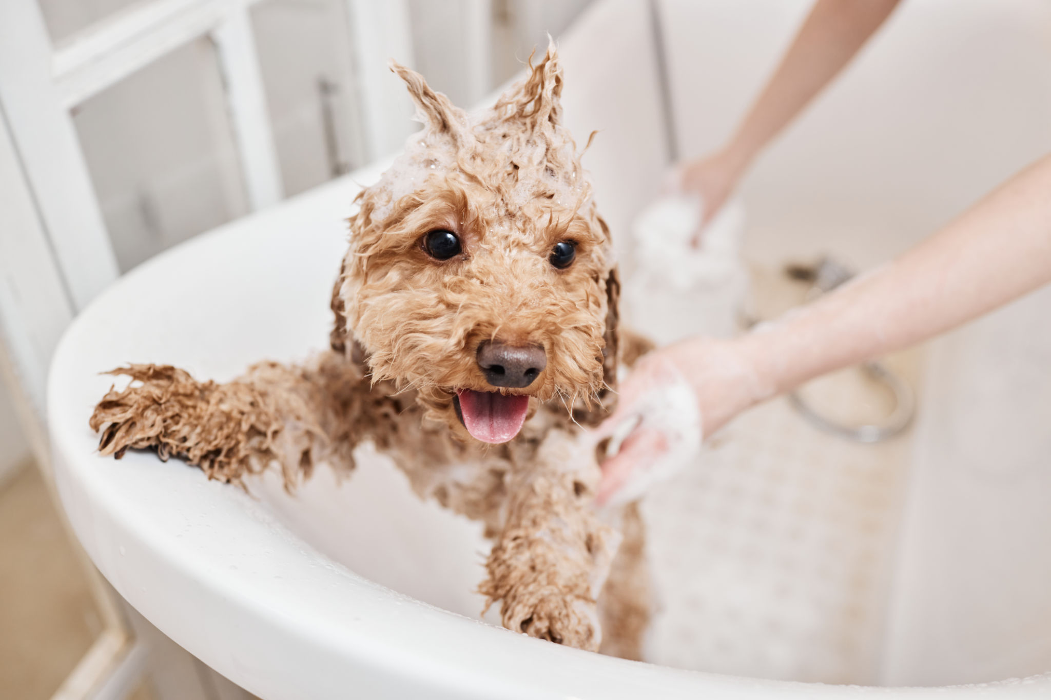 pet conditioner