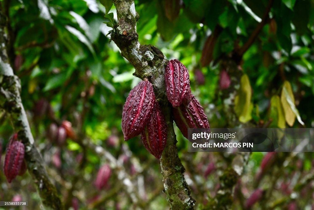 ECUADOR-AGRICULTURE-FARMING-TRADE-DRUGS-CRIME-CACAO