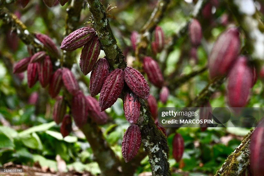 ECUADOR-AGRICULTURE-FARMING-TRADE-DRUGS-CRIME-CACAO