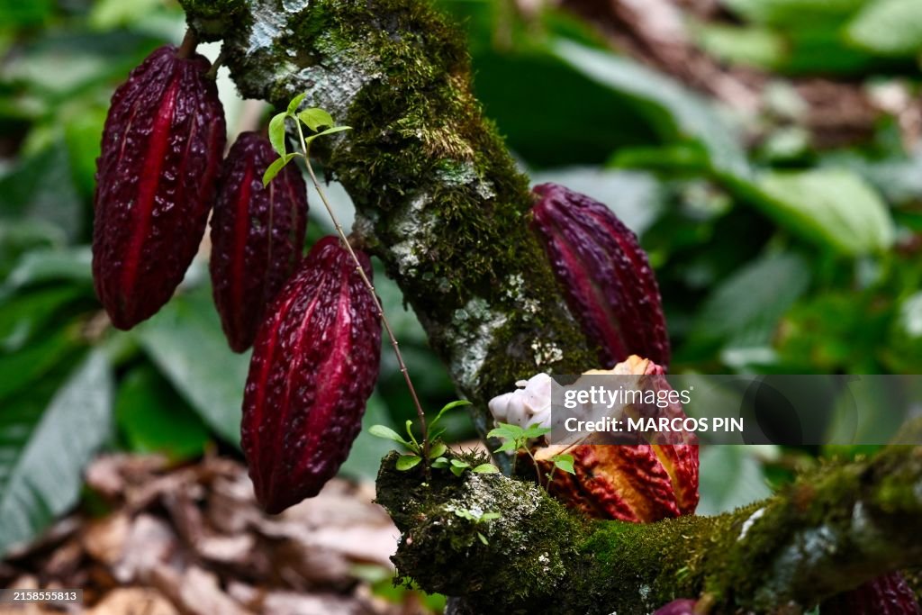 ECUADOR-AGRICULTURE-FARMING-TRADE-DRUGS-CRIME-CACAO