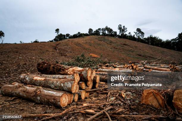 Rubber Tree Log 1,128 Tree Log Truck Stock Photos, High-Res Pictures, and Images ...