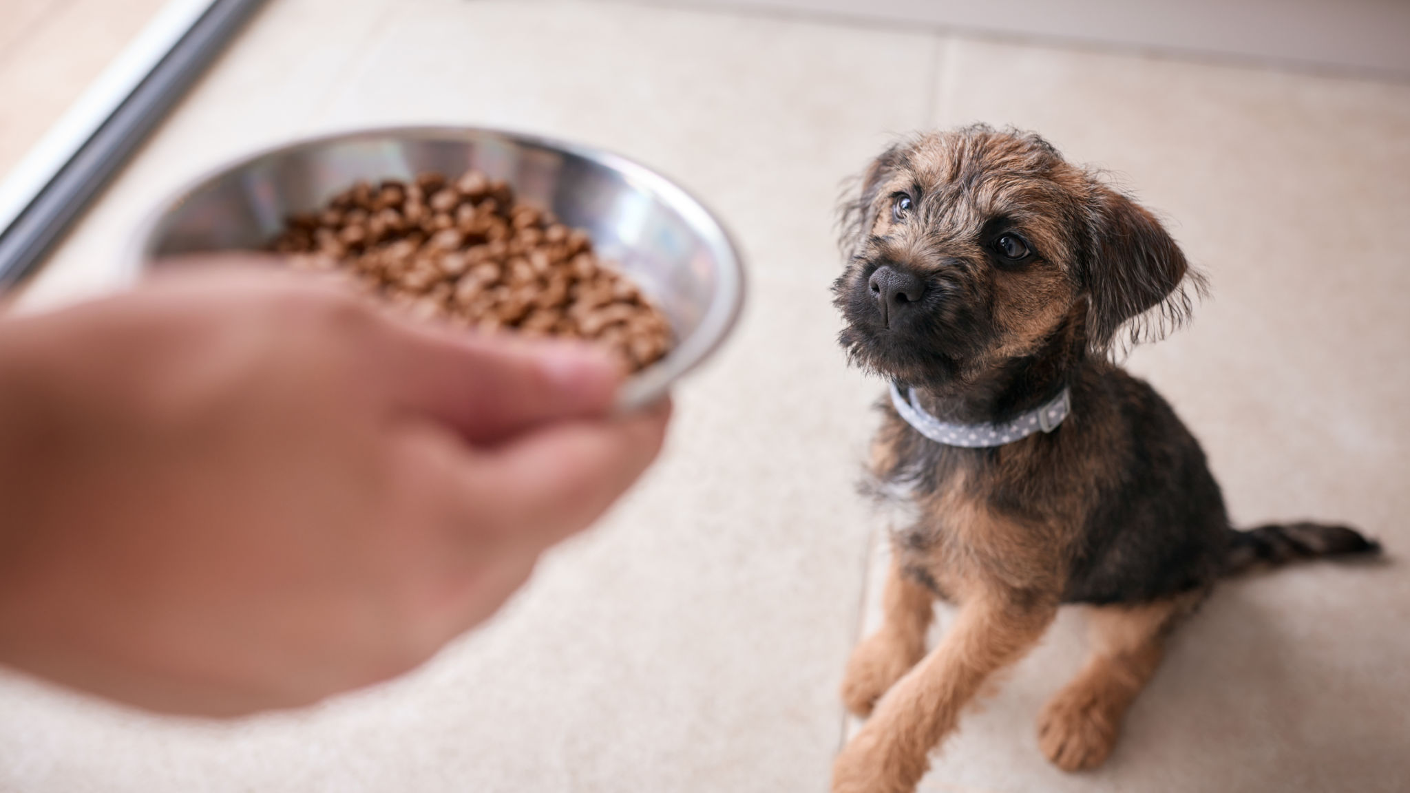 puppy eating
