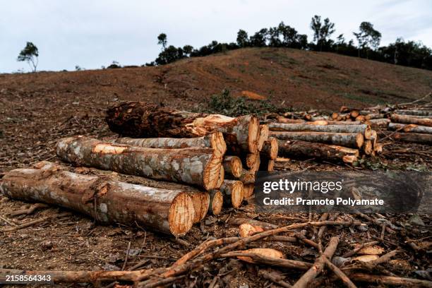 Rubber Tree Log 1,128 Tree Log Truck Stock Photos, High-Res Pictures, and Images ...