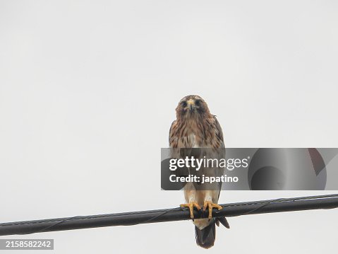 Booted Eagle (Hieraaetus pennatus) Booted Eagle (Hieraaetus pennatus)