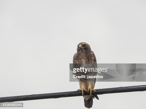 Booted Eagle (Hieraaetus pennatus) Booted Eagle (Hieraaetus pennatus)