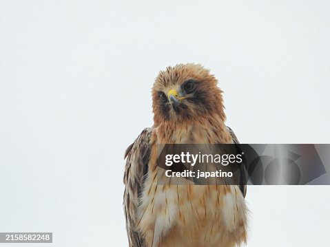 Booted Eagle (Hieraaetus pennatus) Booted Eagle (Hieraaetus pennatus)
