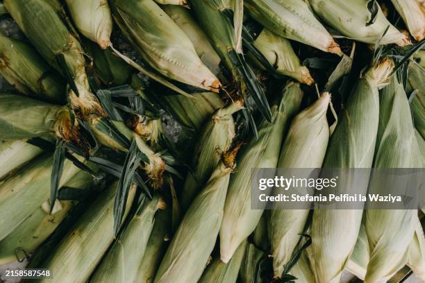 pile of fresh corn on the cob - corn on the cob stock pictures, royalty-free photos & images