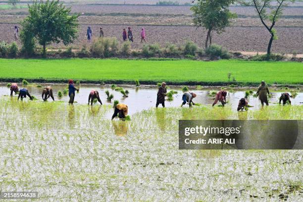 Pakistan Riz Farmers harvest rice paddy at a field on the outskirts of Lahore on ...