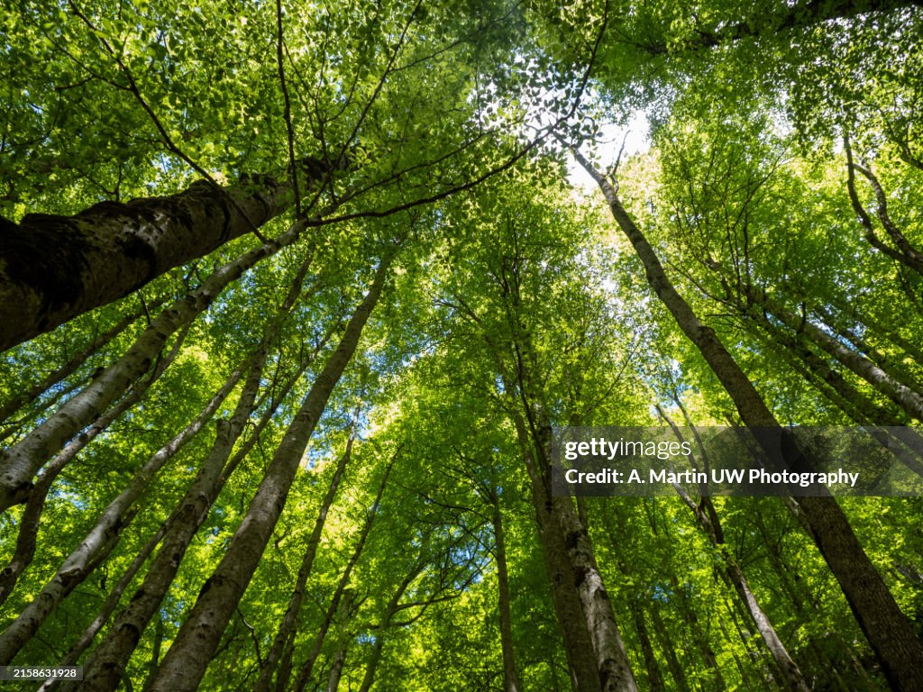 Green tree forest with sunlight through green leaves. Natural carbon capture and carbon credit concept. Sustainable forest management. Trees absorb carbon dioxide. Natural carbon sink. Environment day