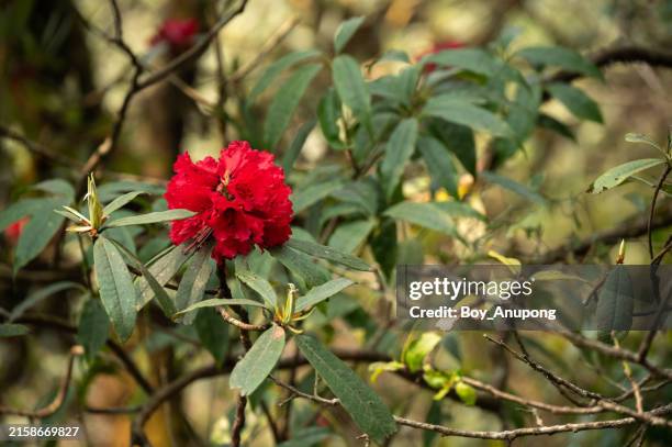 Basanta Ritu 1,246 Beautiful Flowers Of Nepal Stock Photos, High-Res Pictures, and ...