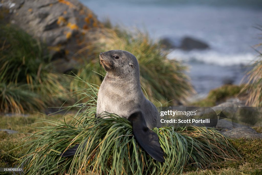 Antarctic fur seal on tussock grass