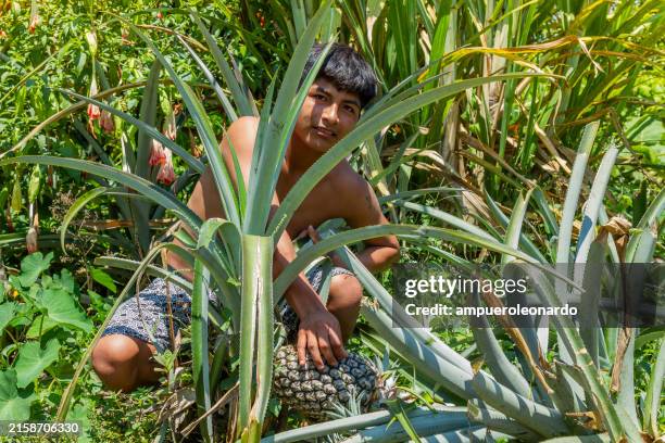 ein junges indigenes männerporträt, das in seinem amazonasdorf mitten im regenwald auf einer ananas-bio-farm fotografiert. tribu quichua / kichwa napuruna. - ecuadorianischer abstammung stock-fotos und bilder