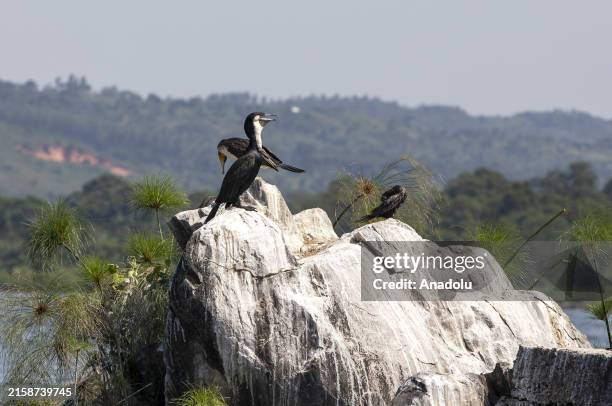 Great cormorant are seen perched side by side at Lake Victoria, which borders Uganda, Kenya and Tanzania, in Kampala, Uganda on June 19, 2024. Lake...