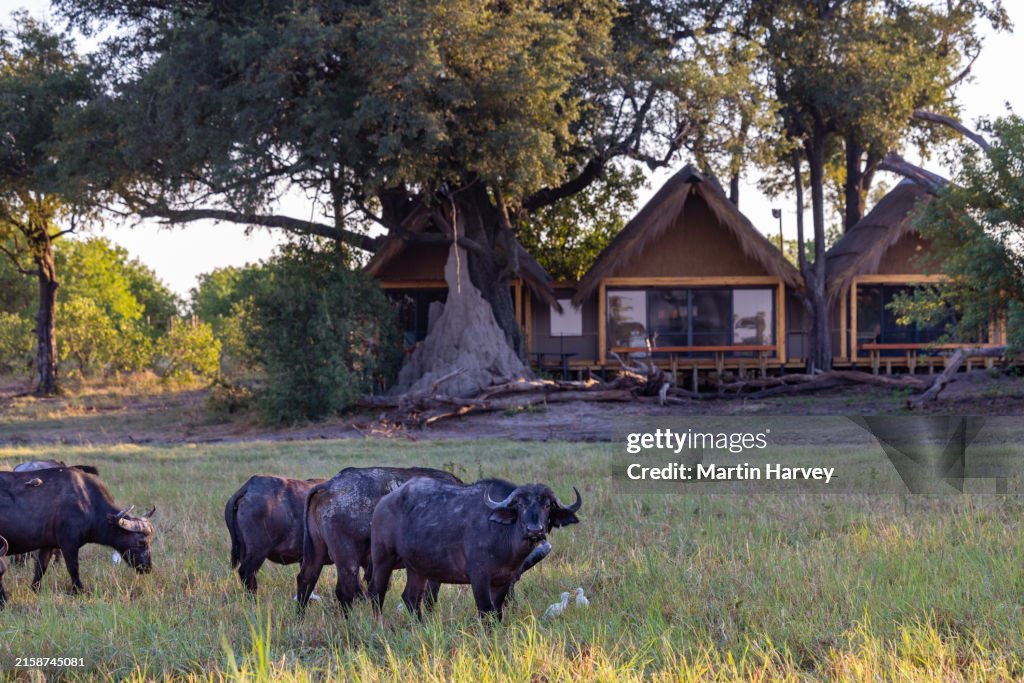 Buffalo grazing in front of the tented bedroom villa at an exclusive luxury tented safari lodge, Botswana
