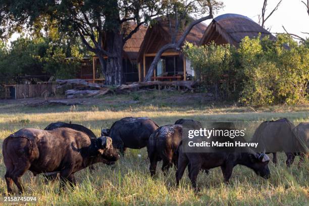 buffalo grazing in front of the tented bedroom villa at an exclusive luxury tented safari lodge, botswana - safari lodge stock pictures, royalty-free photos & images