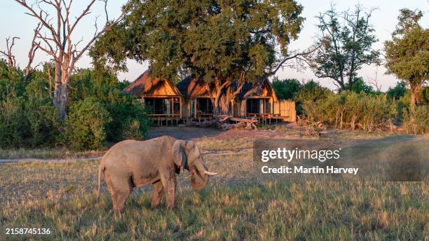 aerial view of an elephant feeding in front of a tented bedroom villa at an exclusive luxury tented safari lodge, botswana - elephant camps stock pictures, royalty-free photos & images