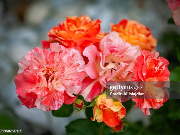 Hybrid Ruffled Roses 1,375 Hybrid Art Stock Photos, High-Res Pictures, and Images - Getty Images