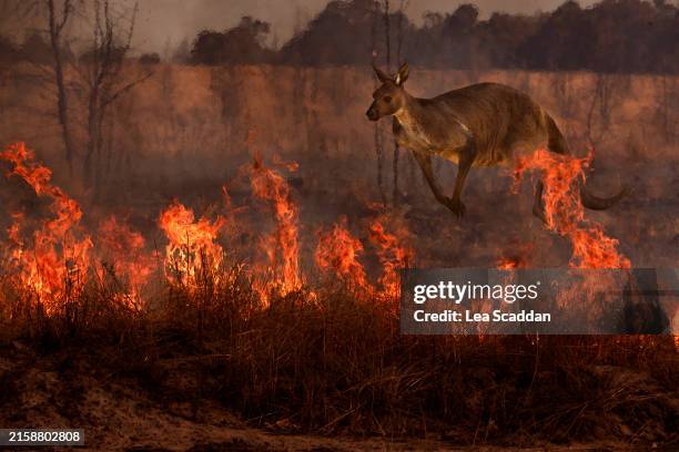 australian bushfire montage - kangaroo stock pictures, royalty-free photos & images