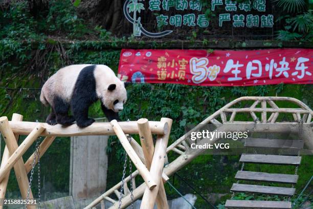 Giant panda Chongchong plays at wooden frames during fifth birthday party at Chongqing Zoo on June 23, 2024 in Chongqing, China.