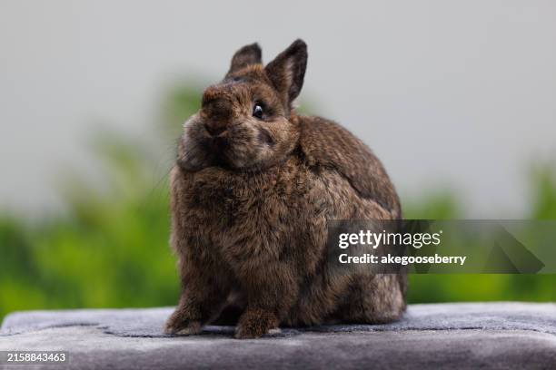 Asia Rabbits 5,994 Asian Bunny Stock Photos, High-Res Pictures, and Images - Getty ...