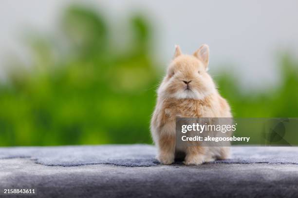 Fluffy Rampent Rabbit 3,319 Fluffy Rabbit Stock Photos, High-Res Pictures, and Images - Getty ...