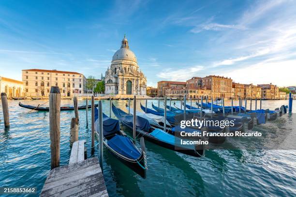 italy, veneto, venice. gondolas on the gran canal overlooking santa maria della salute. - venedig bildbanksfoton och bilder
