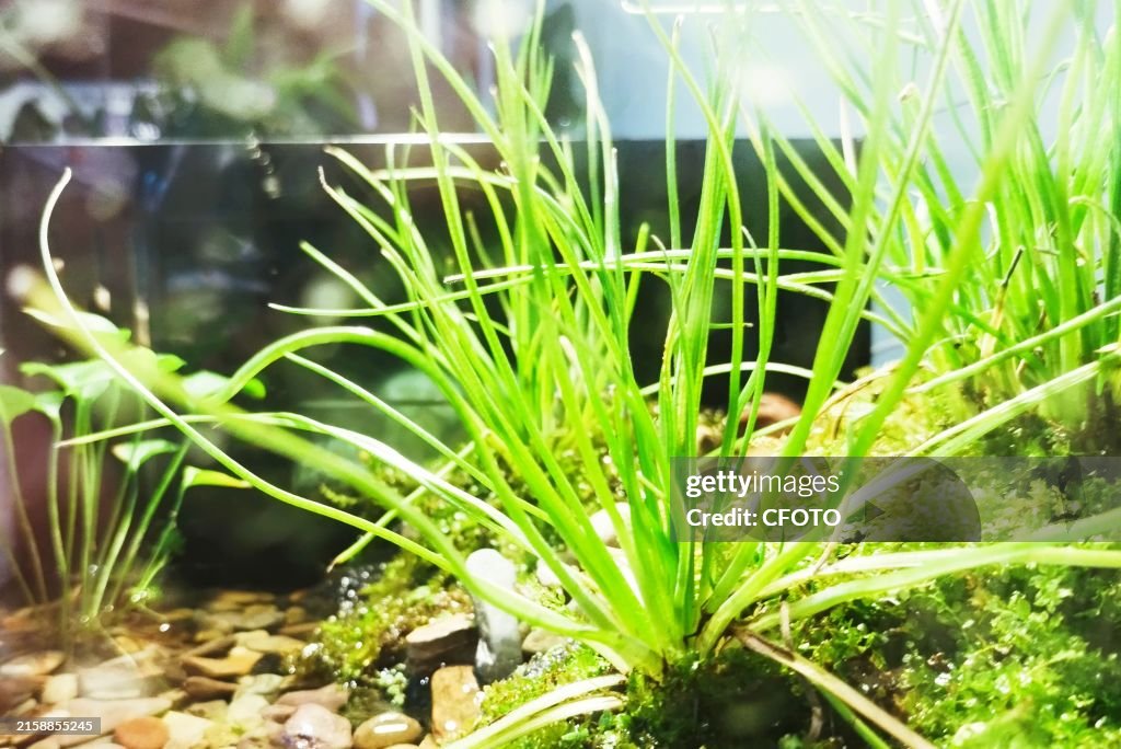 Isoetes Yuhangensis