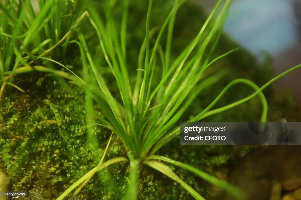 Isoetes Yuhangensis