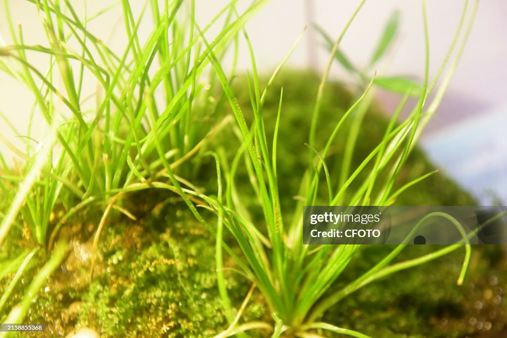 Isoetes Yuhangensis