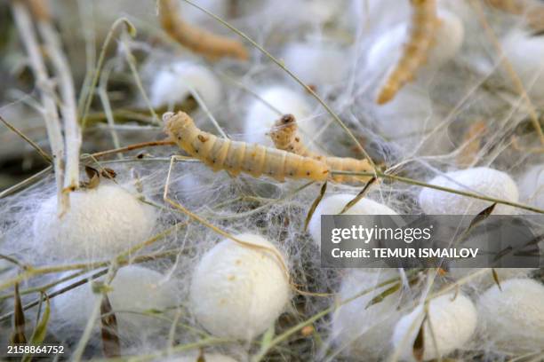 Silkworms weave cocoons at a silkworm farm in Nurafshon on June 2, 2024.