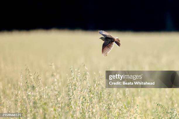 Lark In Flight 199 Lark Flying Stock Photos, High-Res Pictures, and Images - Getty Images