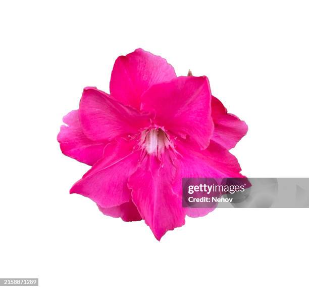 pink nerium oleander flower on white background - white oleander stockfoto's en -beelden