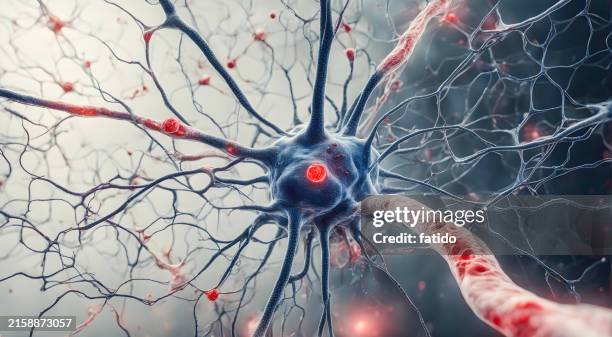 microscopic of neural network brain cells - neural axon stock pictures, royalty-free photos & images