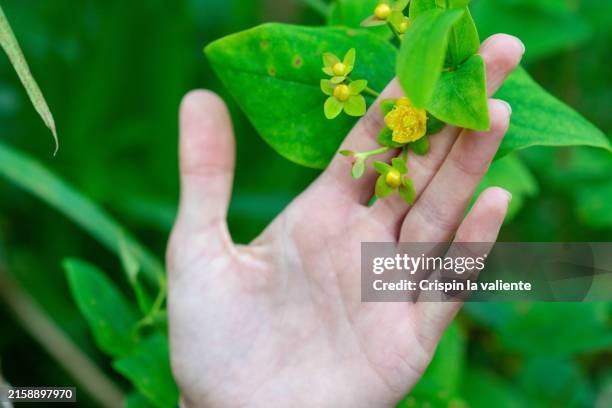 a hand touching a wild flower hypericum - st-johns-wort stock pictures, royalty-free photos & images