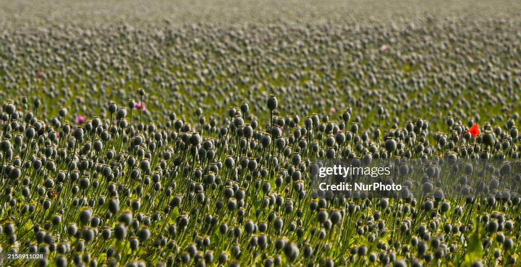 Emerging Poppy Field Near Caen