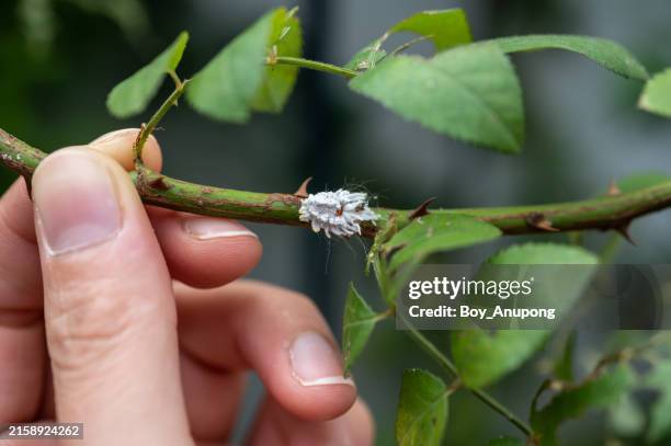 Sap Drinking Insect 106 Sap Sucking Insects Stock Photos, High-Res Pictures, and Images ...