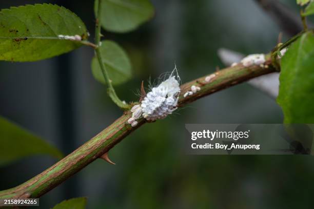 Sap Drinking Insect 120 Sap Sucking Insects Stock Photos, High-Res Pictures, and Images ...