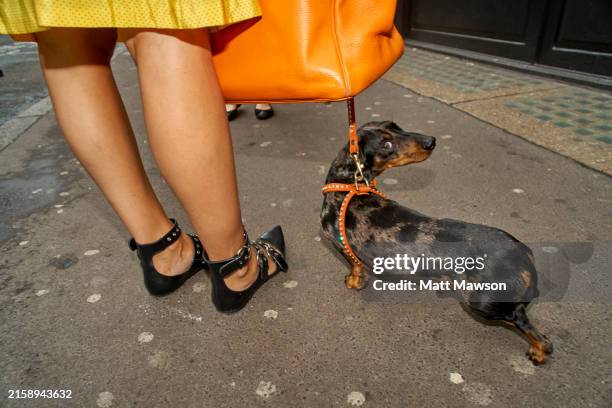 a woman's legs and her pet dachshund on a leash on a street in london england uk - tax bildbanksfoton och bilder
