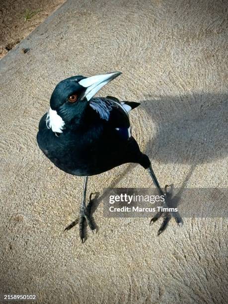 magpie u wot m8 - ekster stockfoto's en -beelden