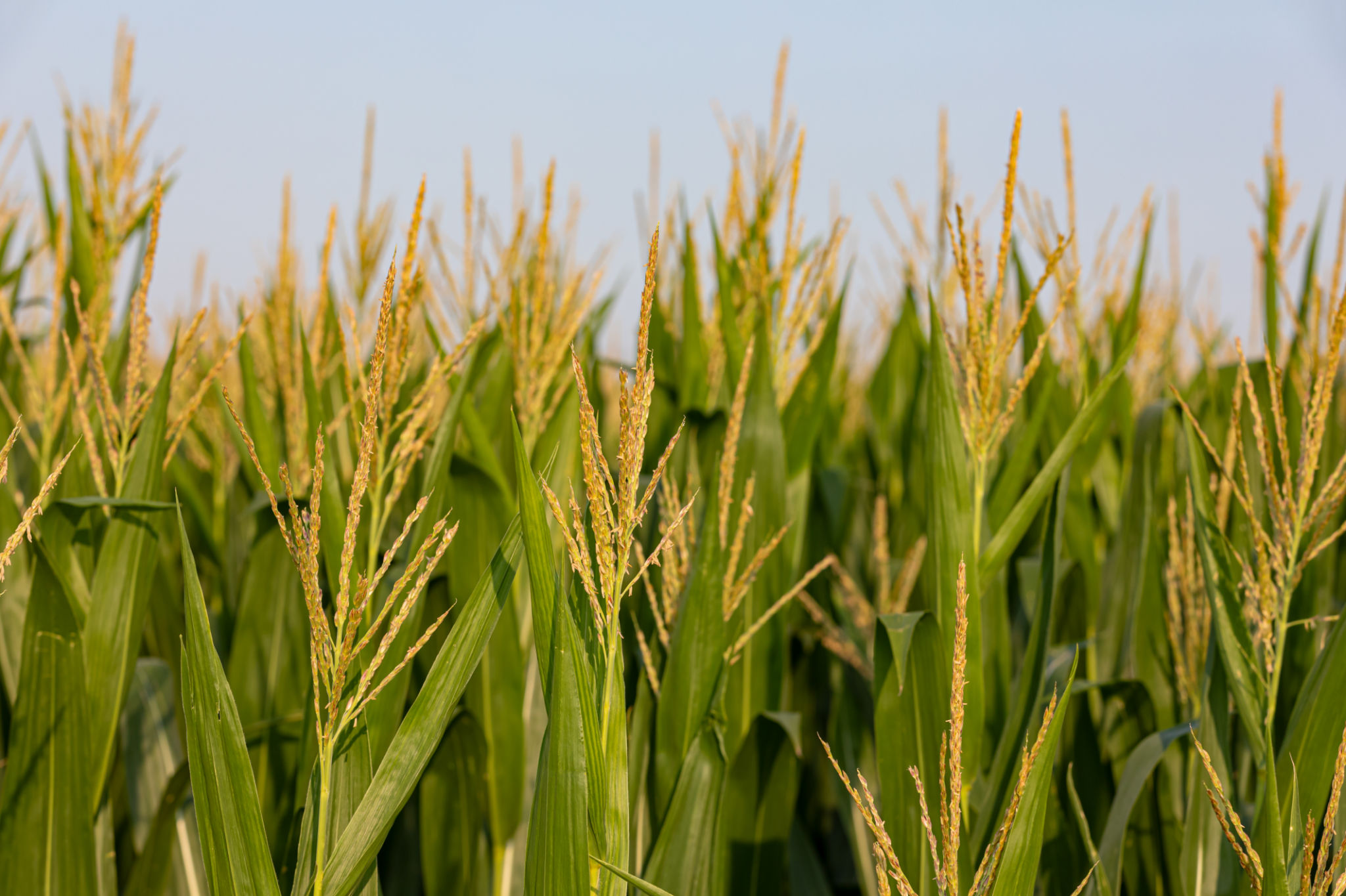 crop yield