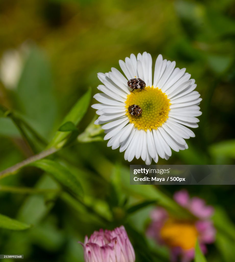 Close-up of insect on flower