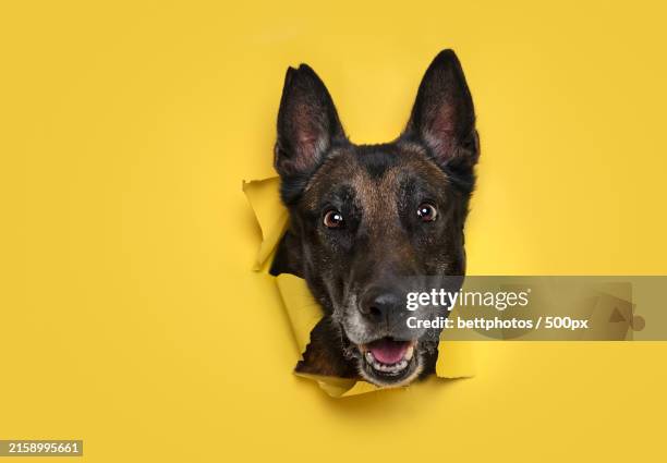 portrait of sheeppurebred dog against yellow background - belgian shepherd dog foto e immagini stock
