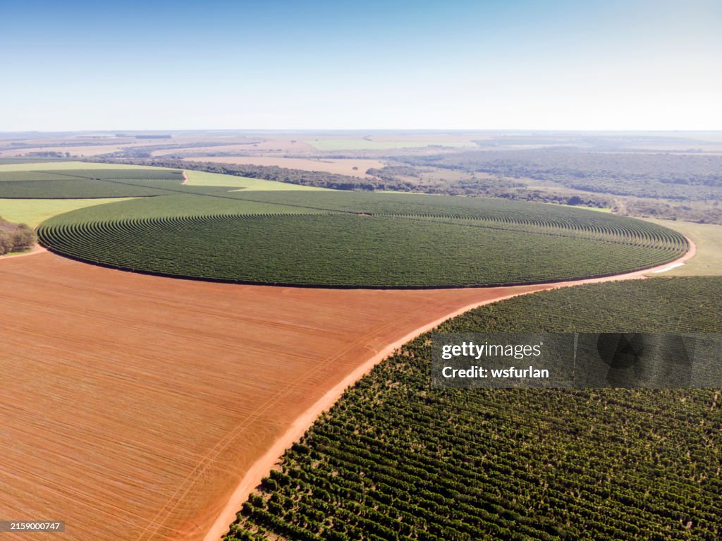 Aerial view of coffee plantation.