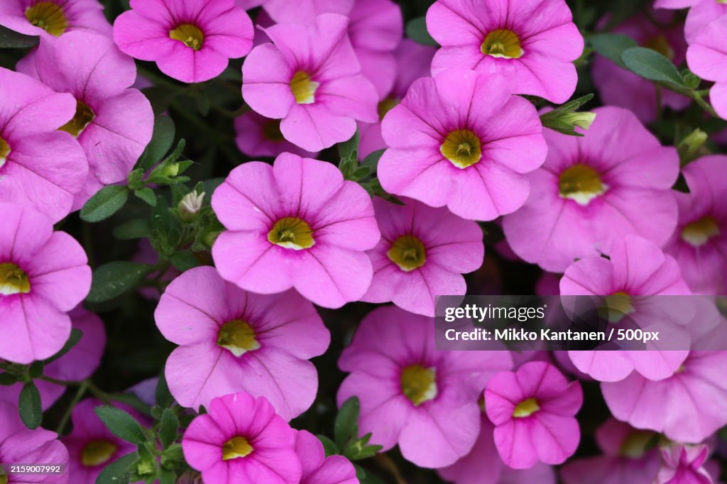Close-up of pink flowers