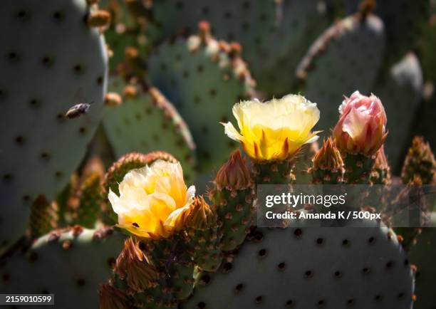 close-up of prickly pear cactus,arizona,united states,usa - prickly pear cactus stock pictures, royalty-free photos & images