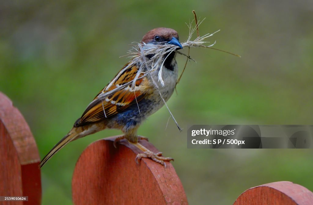 Close-up of bluethroat perching on wood