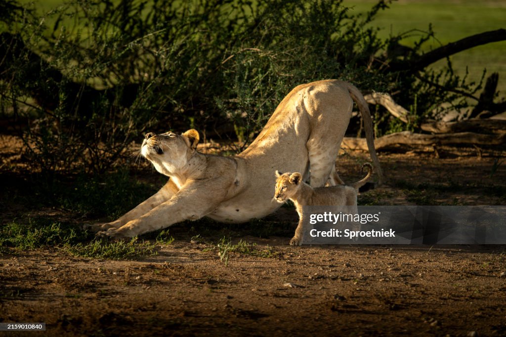 Kalahari lion cub next to its mother, stretching in late afternoon light