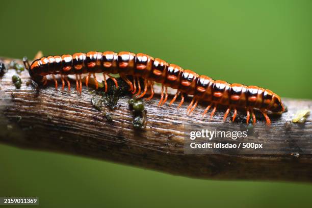 Milicent Insect 1,043 Images Of Millipedes Stock Photos, High-Res Pictures, and Images ...