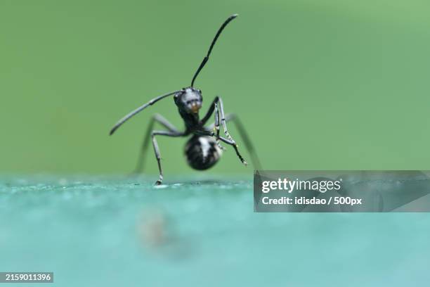 close-up of insect - ant close up stock pictures, royalty-free photos & images