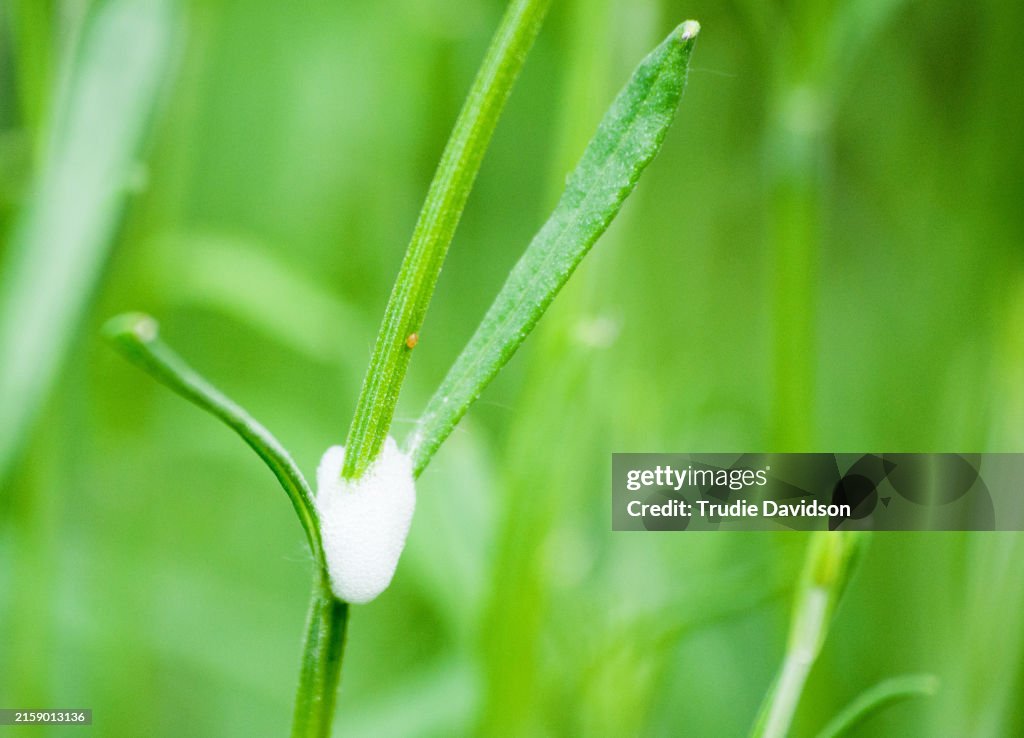 Cuckoo Spit